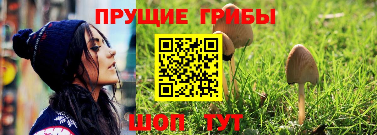 Псилоцибиновые грибы Psilocybine cubensis Пятигорск